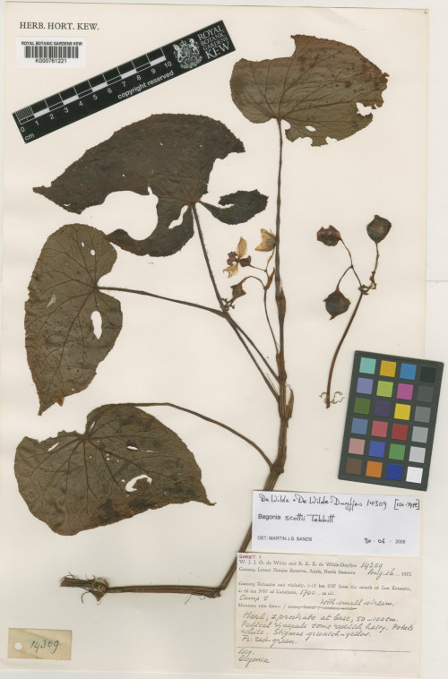 Begonia scottii標本_BRCM 8755