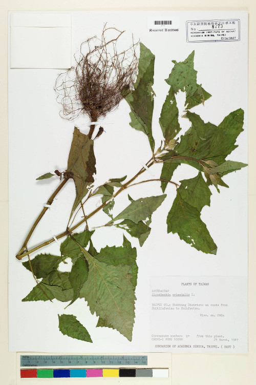 Sigesbeckia orientalis L._標本_BRCM 6959