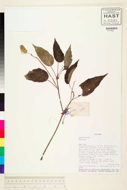 Begonia hatacoa標本_BRCM 1954