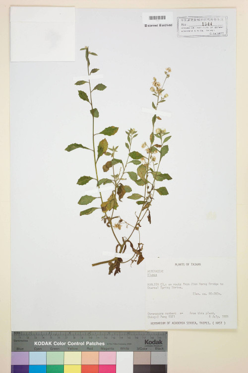 Blumea laciniata (Roxb.) DC._標本_BRCM 4817