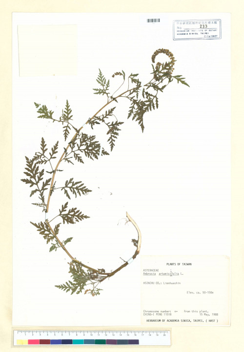 Ambrosia artemisiifolia L._標本_BRCM 5660