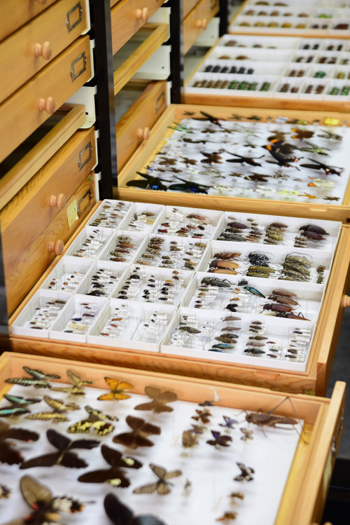 中央研究院生物多樣性研究博物館—昆蟲標本典藏