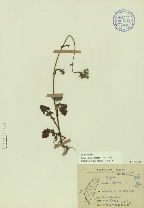 Sonchus oleraceus L._標本_BRCM 3975