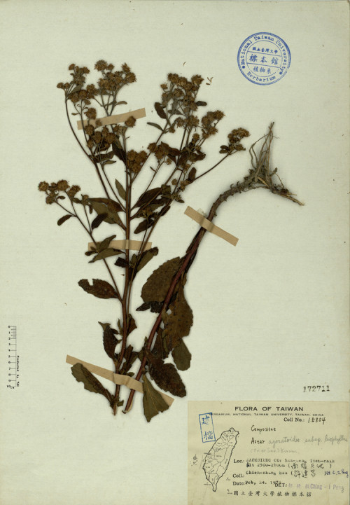 Aster ageratoides subsp. leiophyllus (Fr. et Sav.) Kitam._標本_BRCM 4284