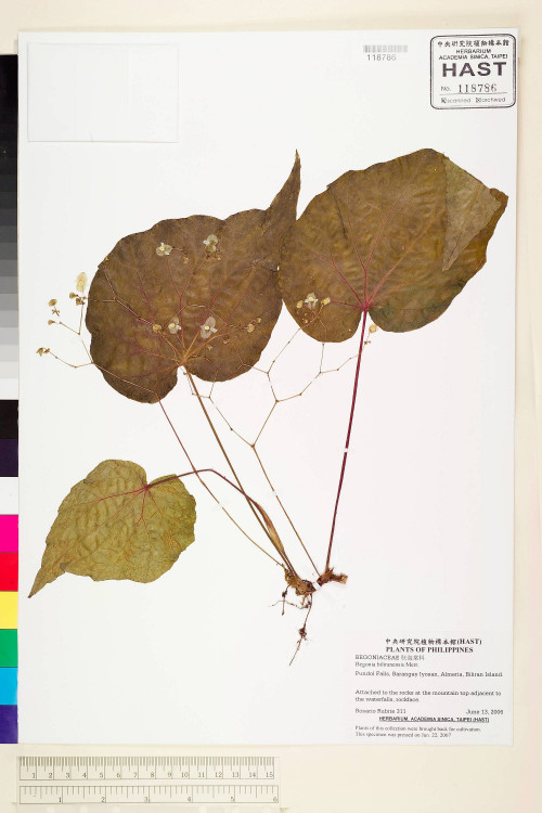 Begonia biliranensis標本_BRCM 2241