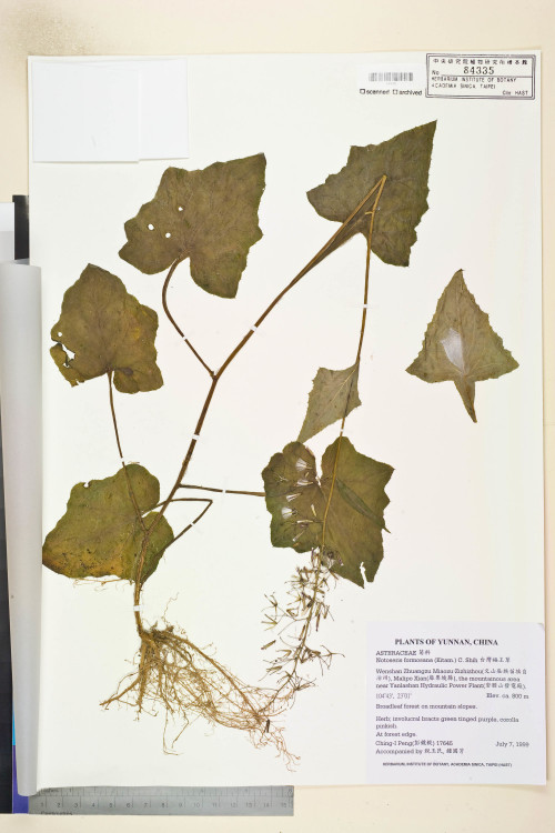 Notoseris formosana (Kitam.) C. Shih_標本_BRCM 7533