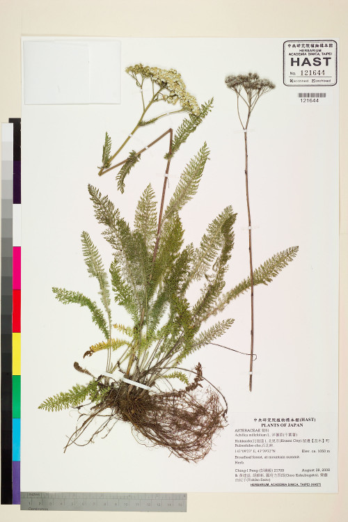 Achillea millefolium L._標本_BRCM 7612