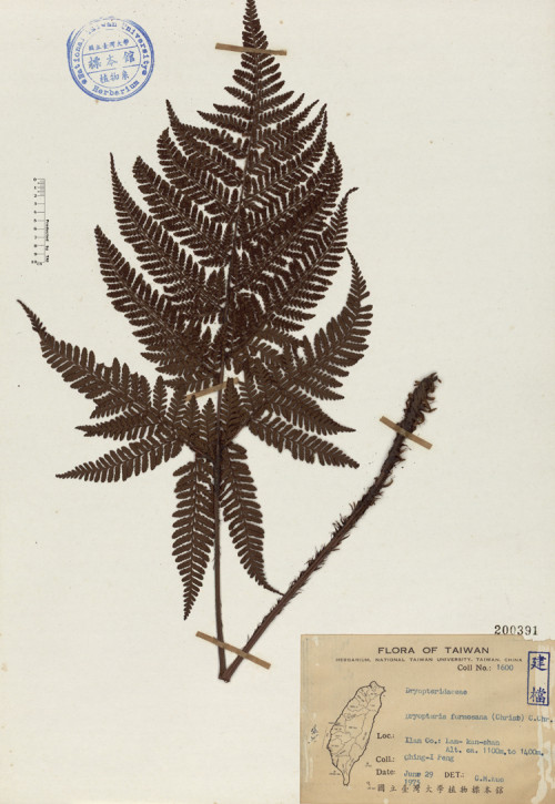 Dryopteris formosana (Christ) C. Chr._標本_BRCM 4637