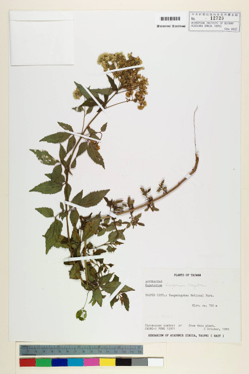 Eupatorium formosanum Hayata_標本_BRCM 5744