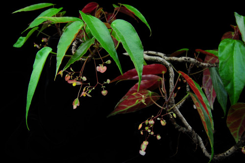 多花秋海棠 (Begonia sinofloribunda Dorr)
