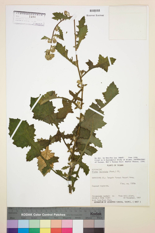 Blumea laciniata (Roxb.) DC._標本_BRCM 4876