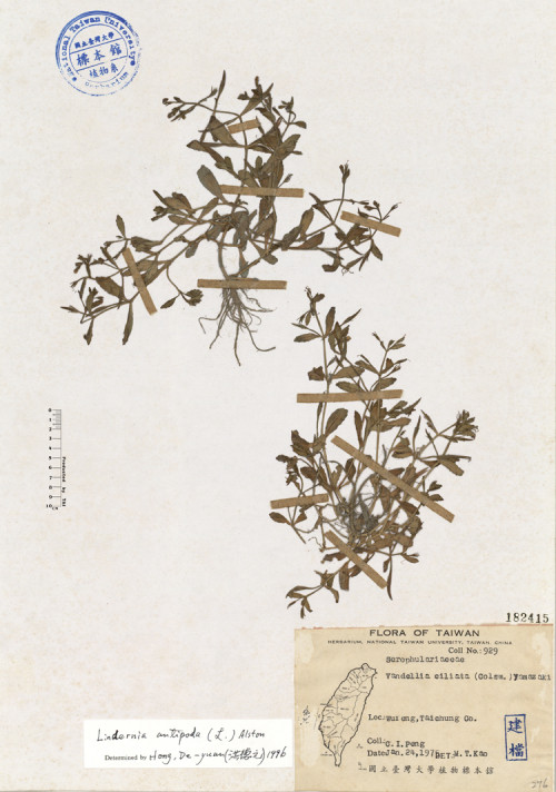 Vandellia ciliata (Colsm.) Yamazaki_標本_BRCM 4498