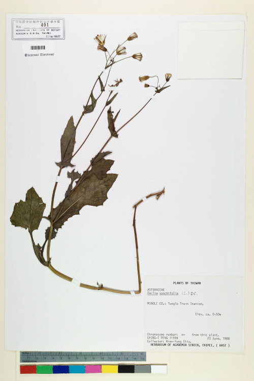 Emilia sonchifolia (L.) DC._標本_BRCM 5221