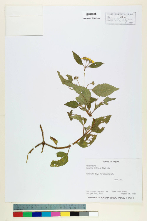 Wedelia biflora (L.) DC._標本_BRCM 6591