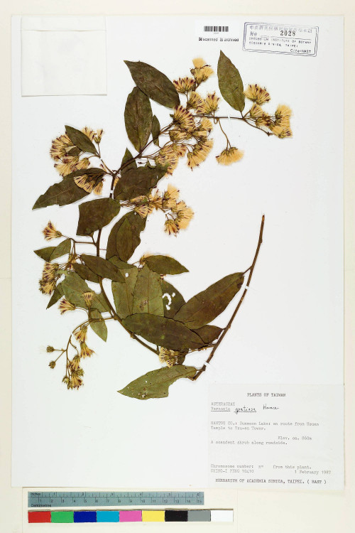 Vernonia gratiosa Hance_標本_BRCM 5118