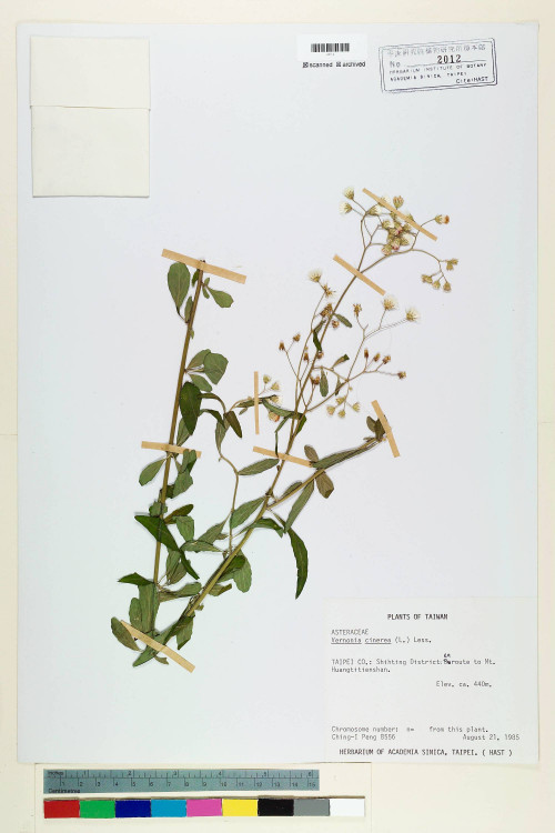 Vernonia cinerea (L.) Less._標本_BRCM 5107