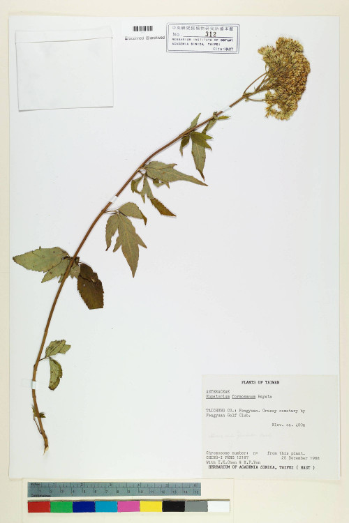 Eupatorium formosanum Hayata_標本_BRCM 5732