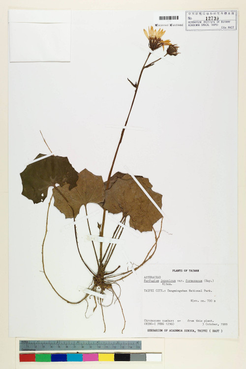 Farfugium japonicum var. formosanum (Hayata) Kitam._標本_BRCM 7266