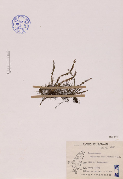 Xiphopteris okuboi (Yatabe) Copel._標本_BRCM 4087