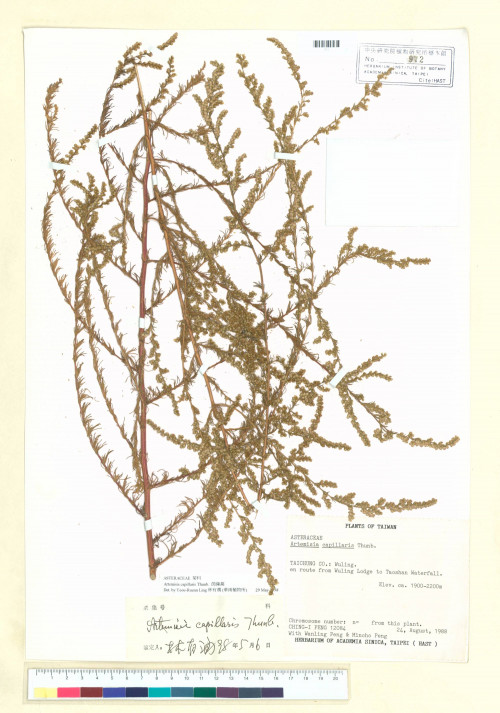 Artemisia capillaris Thunb._標本_BRCM 7163