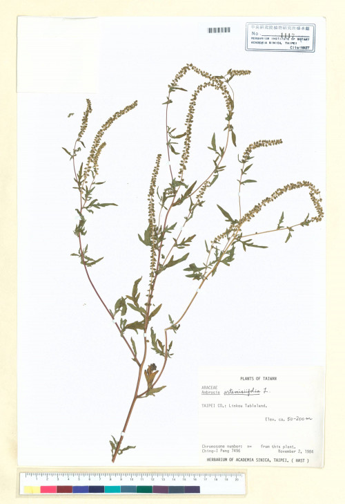 Ambrosia artemisiifolia L._標本_BRCM 5654