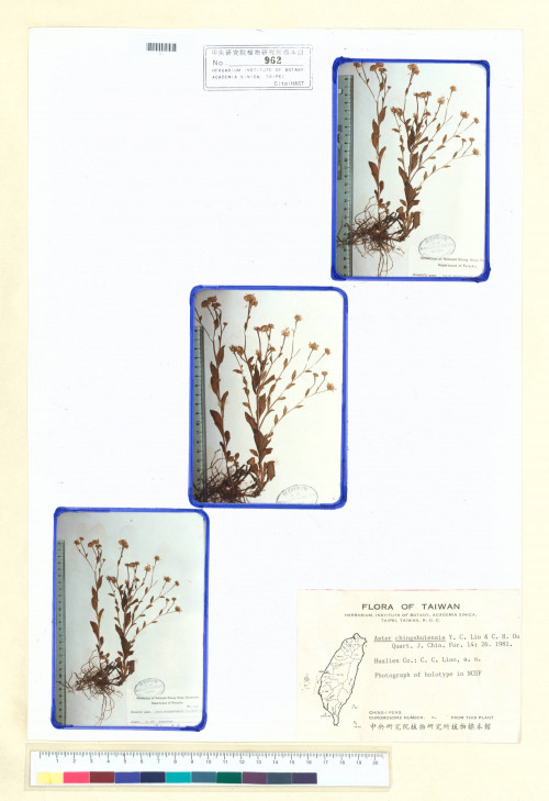 Aster chingshuiensis Y. C. Liu & C. H. Ou_標本_BRCM 5244