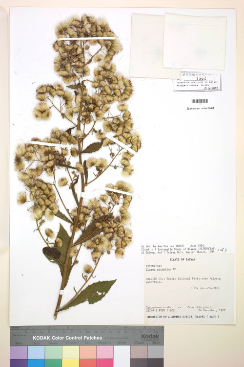 Blumea aromatica DC._標本_BRCM 4877