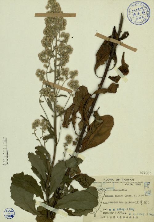 Blumea lacera (Burm. f.) DC._標本_BRCM 3959