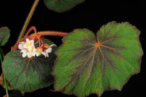 Begonia robusta Blume