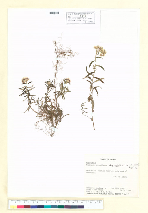 Anaphalis margaritacea (L.) Benth. & Hook. f. subsp. morrisonicola (Hayata) Kitam._標本_BRCM 7134