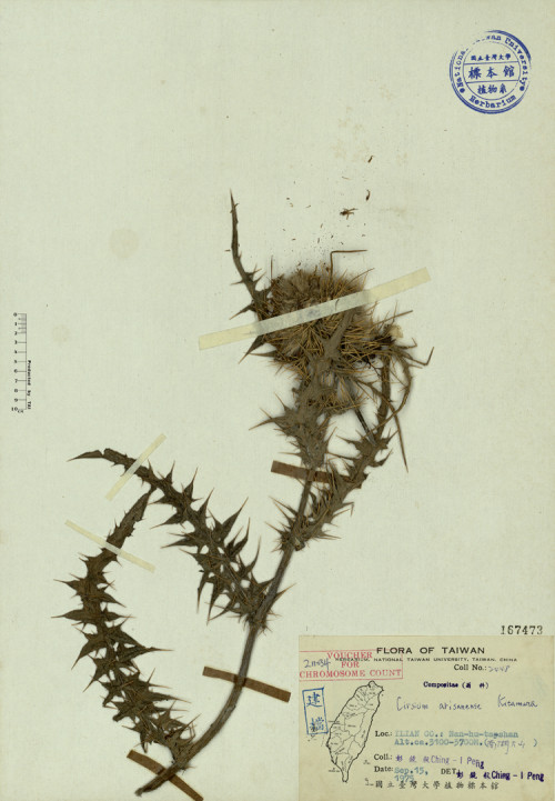 Cirsium arisanense Kitamura_標本_BRCM 3908