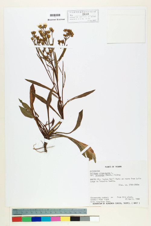 Solidago virgaurea L. var. leiocarpa (Benth.) A. Gray_標本_BRCM 7078