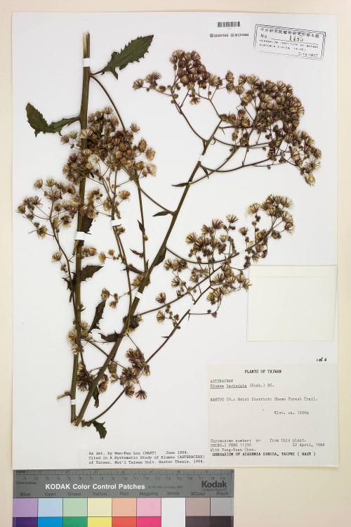 Blumea laciniata (Roxb.) DC._標本_BRCM 4887