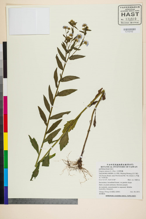 Erigeron annuus (L.) Pers._標本_BRCM 5055