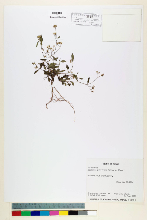 Vernonia parviflora Reinw. ex Blume_標本_BRCM 5131