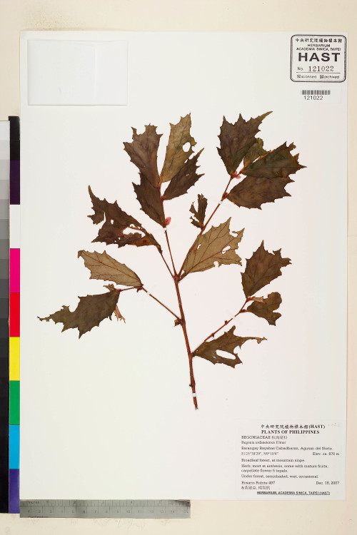 Begonia urdanetensis標本_BRCM 2282