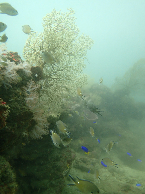 保育區海底景觀—基隆市