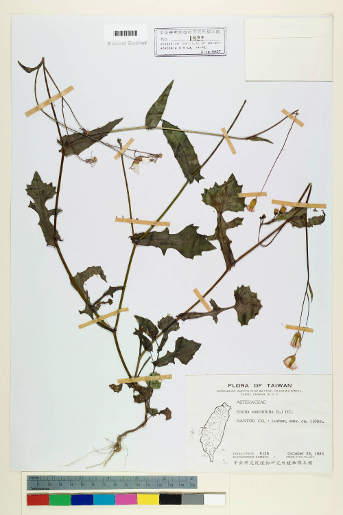 Emilia sonchifolia (L.) DC._標本_BRCM 5204