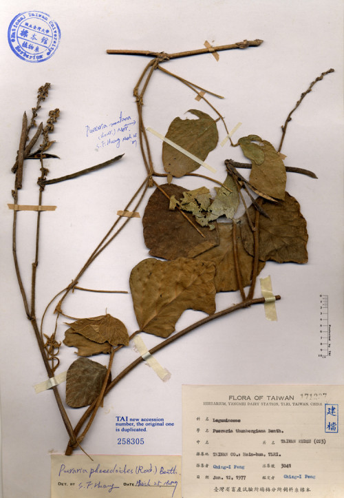 Pueraria thunbergiana Benth._標本_BRCM 4713