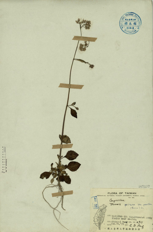 Vernonia cinerea var. parviflora (Reinw.) DC._標本_BRCM 3873