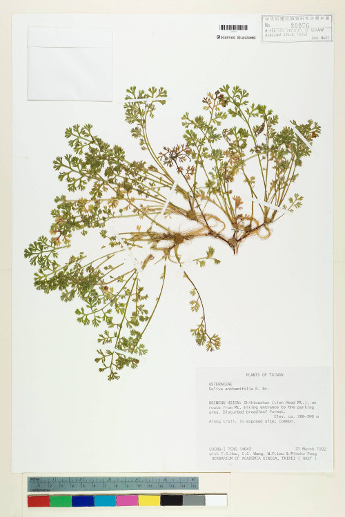 Soliva anthemifolia (Juss.) R. Brown ex Less._標本_BRCM 5076