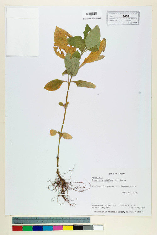 Synedrella nodiflora (L.) Gaertn._標本_BRCM 6582