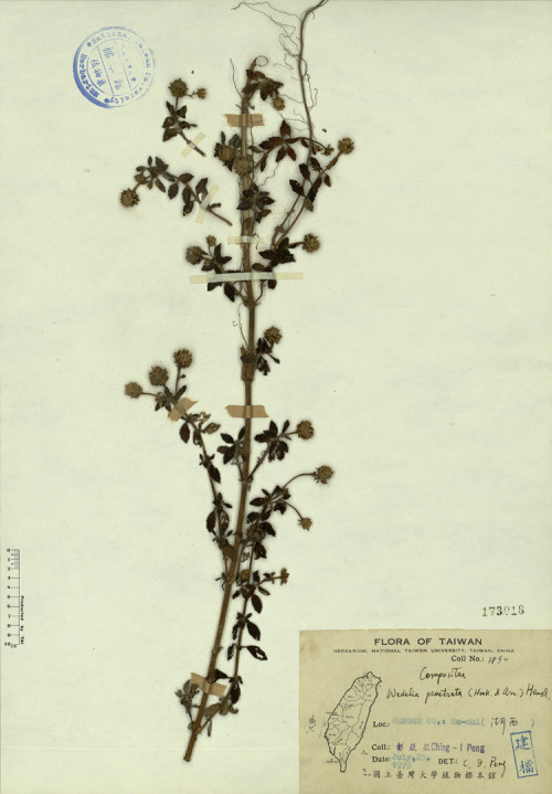 Wedelia prostrata (Hook. & Arn.) Hemsl._標本_BRCM 4449