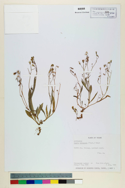 Ixeris chinensis (Thunb.) Nakai_標本_BRCM 6826