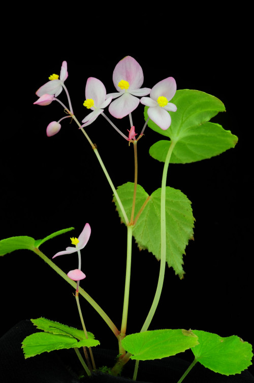 Begonia rubella Buch.-Ham. ex D.Don