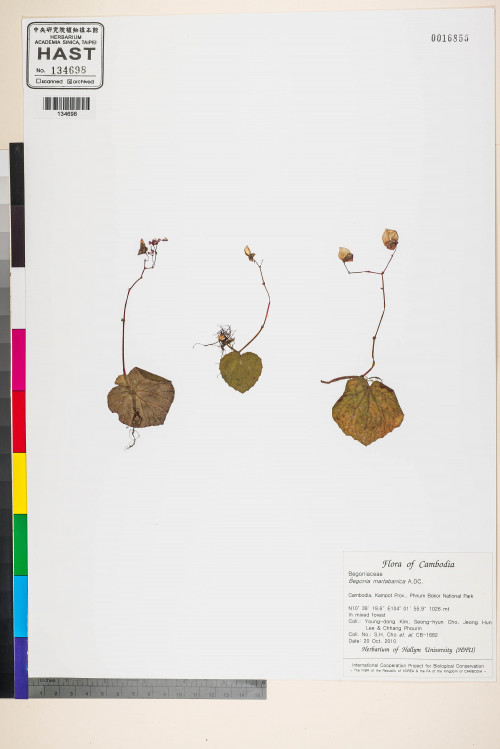 Begonia martabanica標本_BRCM 2709