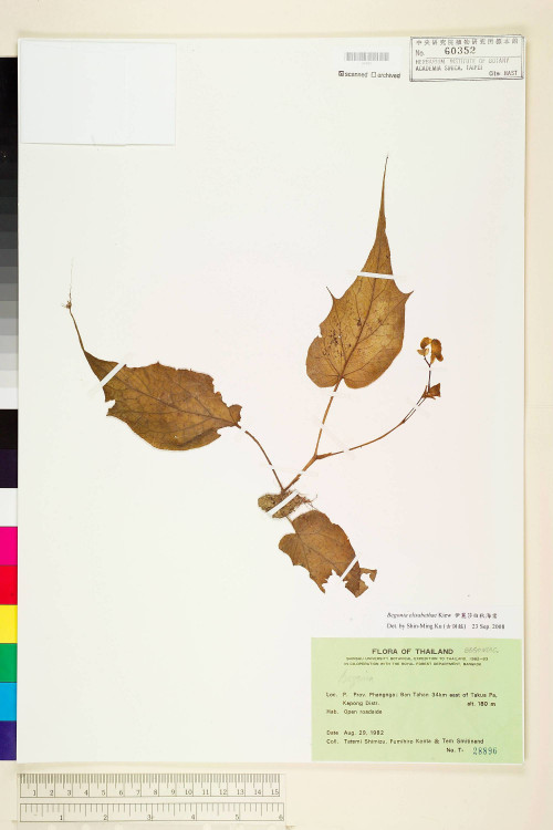 Begonia elisabethae標本_BRCM 1323