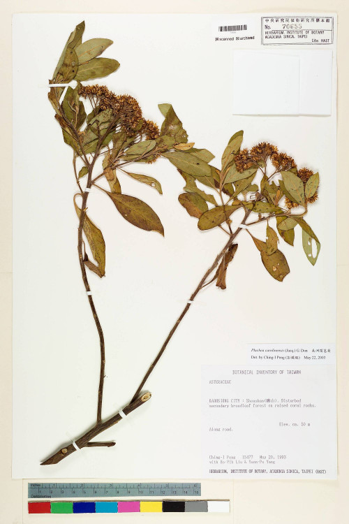Pluchea carolinensis (Jacq.) G. Don_標本_BRCM 5946