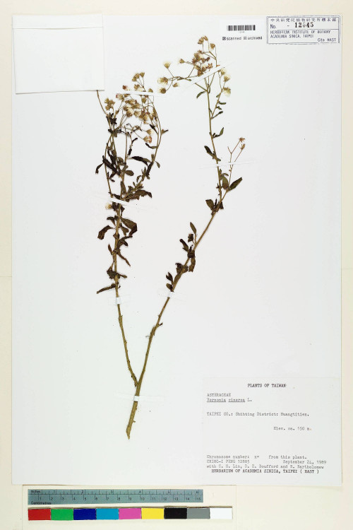 Vernonia cinerea (L.) Less._標本_BRCM 5143