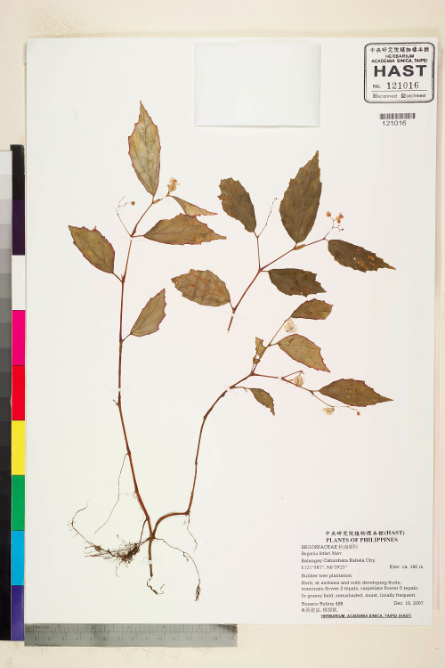 Begonia littleri標本_BRCM 2279